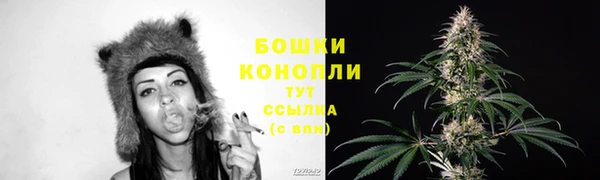прущие грибы Новозыбков